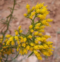 Gumhead, Gymnosperma glutinosum (2)