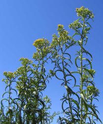 Gumhead, Gymnosperma glutinosum (4)