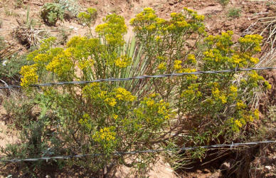 Gumhead, Gymnosperma glutinosum_