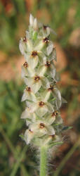 Heller's Plantain, Plantago helleri (2)