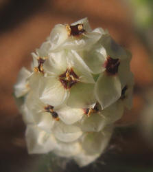 Heller's Plantain, Plantago helleri (3)