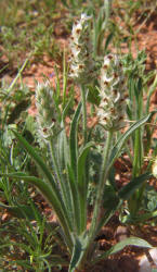 Heller's Plantain, Plantago helleri (4)