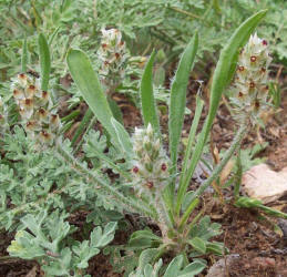 Heller's Plantain, Plantago helleri