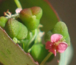 Leaf Spurge, Chamaesyce hyssopifolia (5)