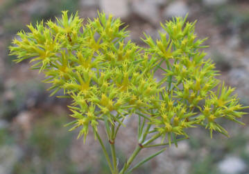 James' Nailwort, Paronychia jamesii (1)