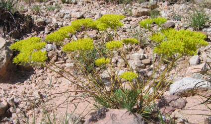 James' Nailwort, Paronychia jamesii (10)