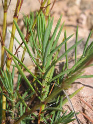 James' Nailwort, Paronychia jamesii (12)