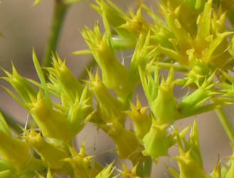 James' Nailwort, Paronychia jamesii (13)