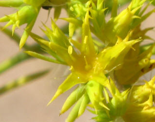 James' Nailwort, Paronychia jamesii (15)