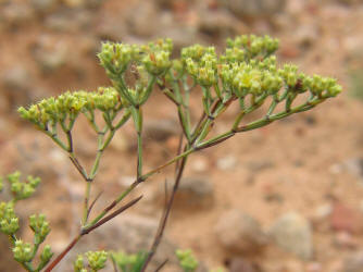 James' Nailwort, Paronychia jamesii (4)