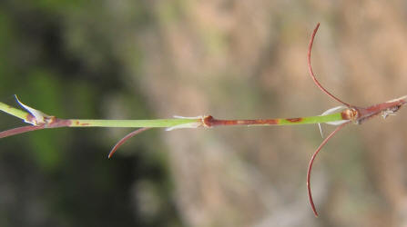James' Nailwort, Paronychia jamesii (6)