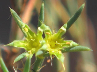 James' Nailwort, Paronychia jamesii (8)