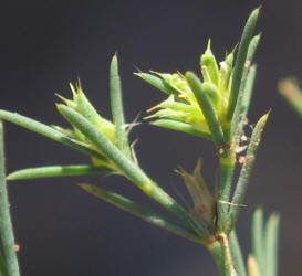 James' Nailwort, Paronychia jamesii (9)