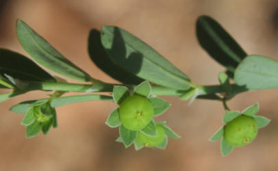 Knotweed Leafflower, Phyllanthus polygonoides (2)