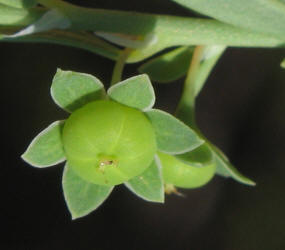 Knotweed Leafflower, Phyllanthus polygonoides (3)