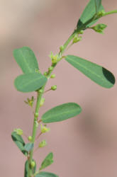 Knotweed Leafflower, Phyllanthus polygonoides (4)