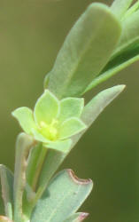 Knotweed Leafflower, Phyllanthus polygonoides (8)