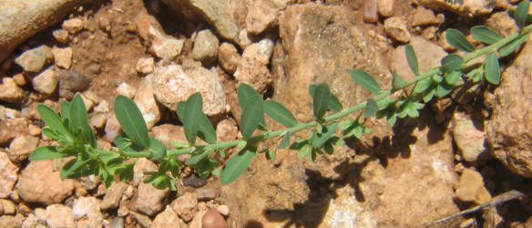 Knotweed Leafflower, Phyllanthus polygonoides