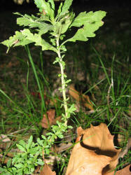 Lambsquarters, Chenopodium album, KO (2)