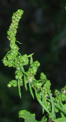 Lambsquarters, Chenopodium album, KO (4)