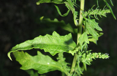 Lambsquarters, Chenopodium album, KO (6)