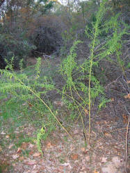 Lambsquarters, Chenopodium album, KO