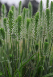 Largebracted Plantain, Plantago aristata, Hill (1)