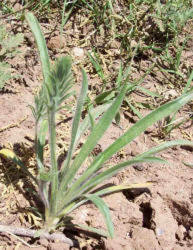 Largebracted Plantain, Plantago aristata