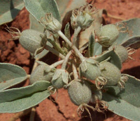 Leatherweed Croton, Croton pottsii (1)