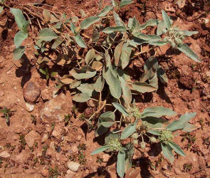 Leatherweed Croton, Croton pottsii (2)