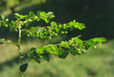 Longstalked Leaf-flower, Phyllanthus tenellus, VZ (1)