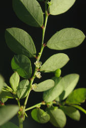 Longstalked Leaf-flower, Phyllanthus tenellus, VZ (3)