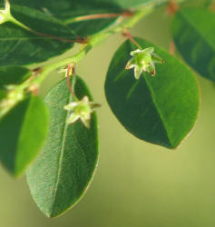 Longstalked Leaf-flower, Phyllanthus tenellus, VZ (5)