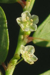 Longstalked Leaf-flower, Phyllanthus tenellus, VZ (6)
