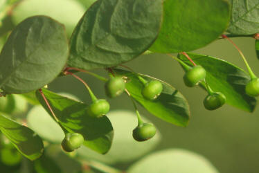 Longstalked Leaf-flower, Phyllanthus tenellus, VZ (8)