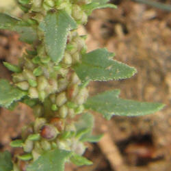 Nuttalls Povertyweed, Monolepis nuttalliana (2)