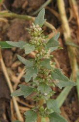 Nuttalls Povertyweed, Monolepis nuttalliana