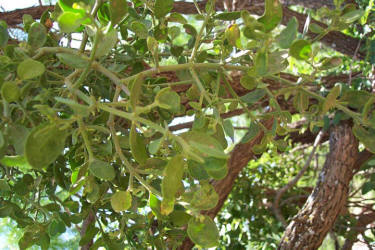Oak Mistletoe, Phoradendron leucarpum (1)
