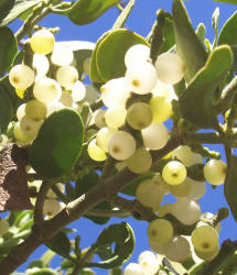 Oak Mistletoe, Phoradendron leucarpum (2)