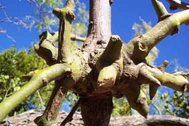 Oak Mistletoe, Phoradendron leucarpum (3)