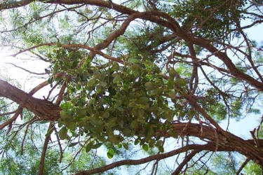 Oak Mistletoe, Phoradendron leucarpum