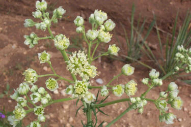 Old Plainsman, Hymenopappus scabiosaeus (1)