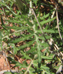 Old Plainsman, Hymenopappus scabiosaeus (12)