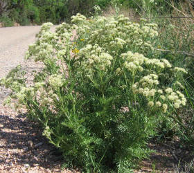 Old Plainsman, Hymenopappus scabiosaeus (14)