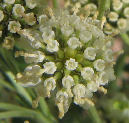 Old Plainsman, Hymenopappus scabiosaeus (16)