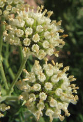 Old Plainsman, Hymenopappus scabiosaeus (17)