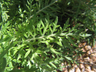 Old Plainsman, Hymenopappus scabiosaeus (18)