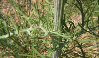 Old Plainsman, Hymenopappus scabiosaeus (6)