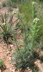 Old Plainsman, Hymenopappus scabiosaeus (7)