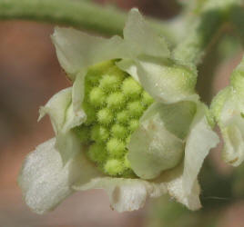 Old Plainsman, Hymenopappus scabiosaeus (8)